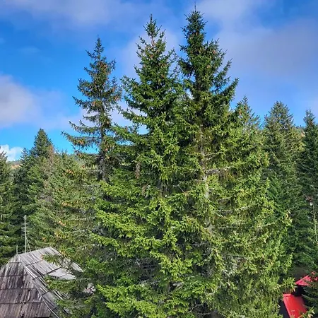 Montana, Kopaonik, Ivony 아파트 카파오닉